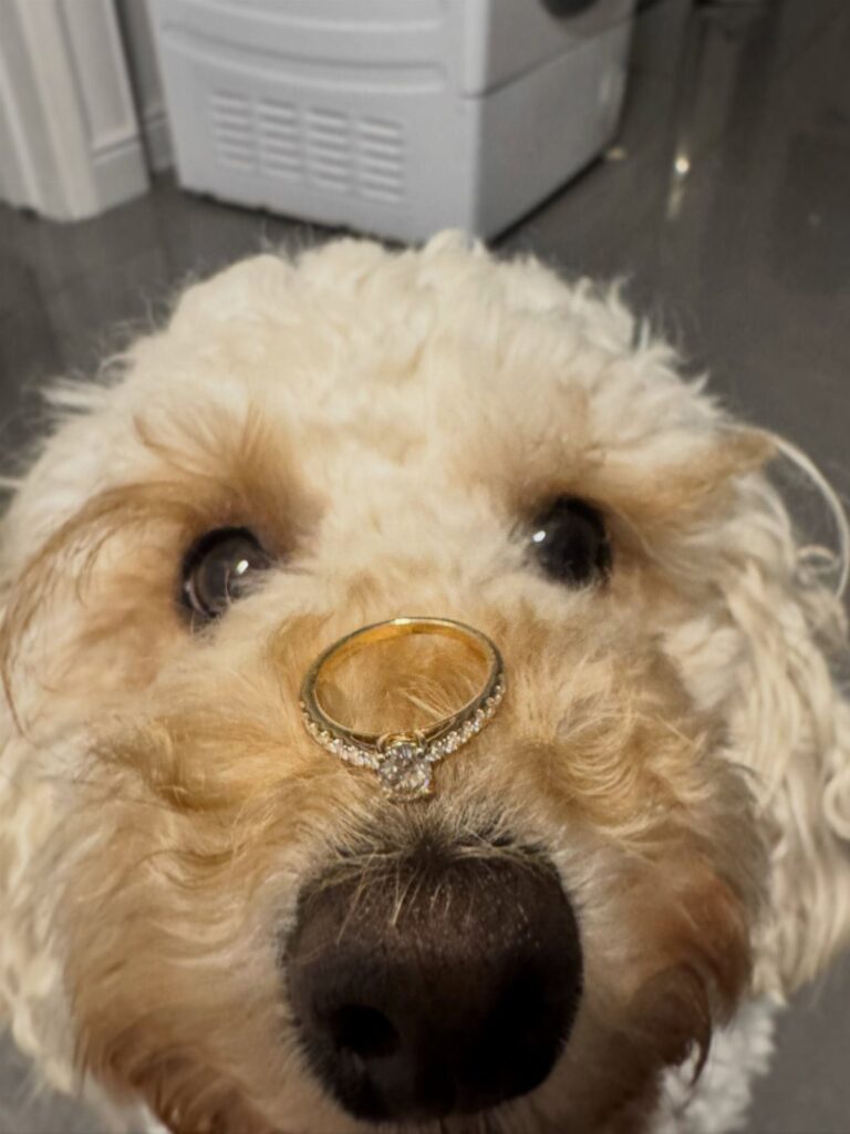 Fluffy light-brown dog with a gold diamond engagement ring balanced on its nose.