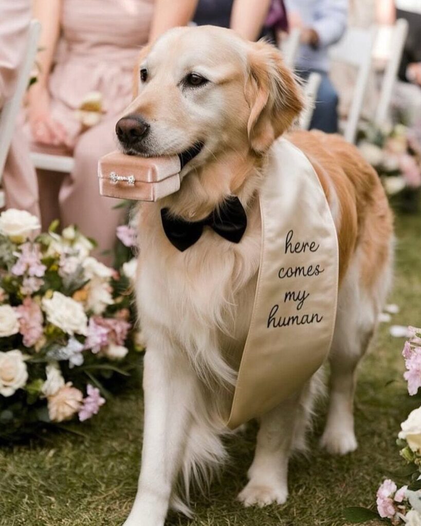Golden retriever wearing a bow tie and sash carrying a ring box at wedding.